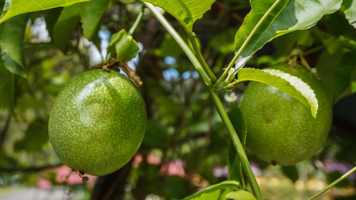 Defensas fisiológicas y metabolómicas del maracuyá frente a hongos en poscosecha y cambios en la cera epidérmica.jpg